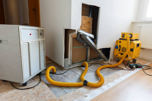 Romeoville, IL Mold Removal Company